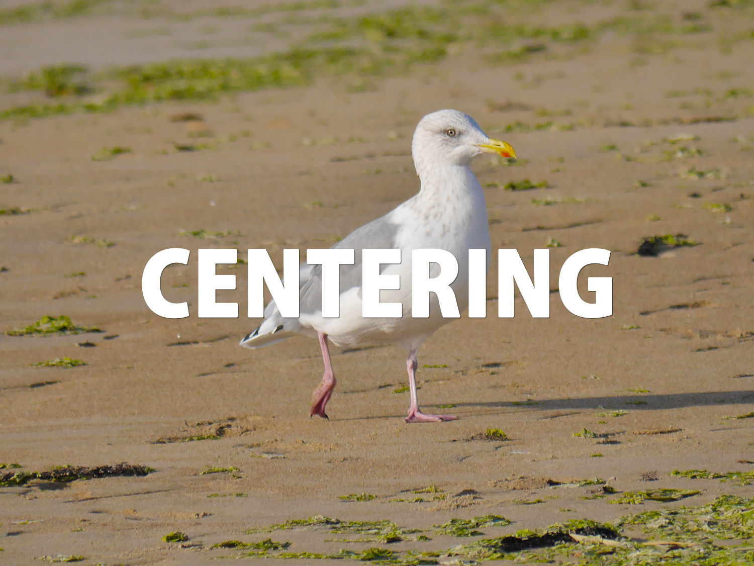 CSSで背景画像を中央寄せ(センタリング)にする