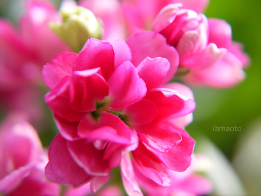 ワールドポーターズ ウッドデッキの花